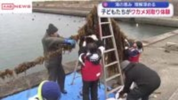 由利本荘市で子どもたちがワカメの収穫体験　新鮮ワカメのみそ汁振舞いも　/秋田