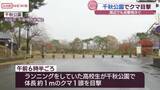 「またしても…秋田市中心部の「千秋公園」などでクマ目撃　警察が注意呼びかけ」の画像1