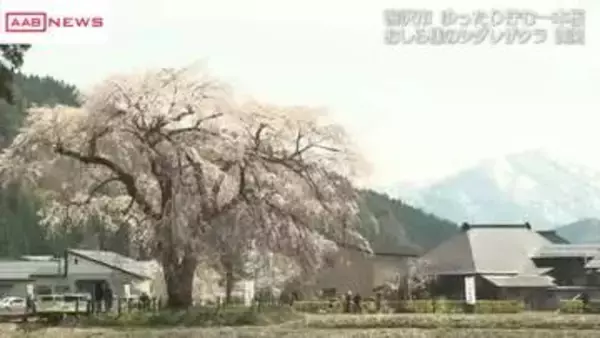 「おしら様のシダレザクラ」が満開に　秋田・湯沢市　１７日から２０日までライトアップ　夜桜も楽しめます