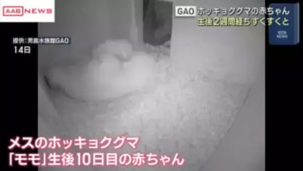 男鹿水族館GAO　ホッキョクグマの赤ちゃんすくすくと成長中　/秋田