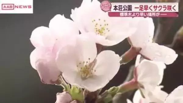 本荘公園の一角で一足早くサクラ咲く　温水プールの排気で暖かく　秋田・由利本荘市