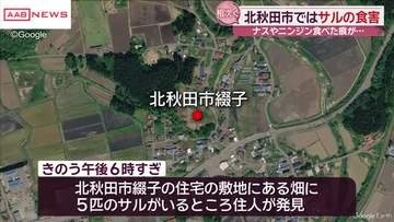 北秋田市でサルの食害相次ぐ　　ナスやニンジン、トウモロコシなど野菜の被害が