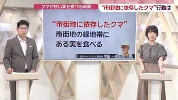 市街地に依存するクマも　専門家「時期によりクマの目撃件数減少傾向も油断できない」　/秋田