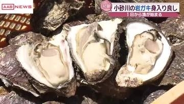 にかほ市象潟　初夏の味覚・岩ガキ漁解禁　「今年のカキは身入りがいい」　/秋田