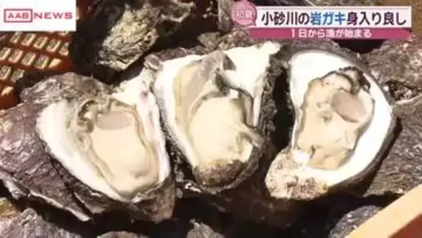 にかほ市象潟　初夏の味覚・岩ガキ漁解禁　「今年のカキは身入りがいい」　/秋田