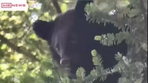 クマが住宅の車庫に入り込む　５時間後に捕獲　秋田・仙北市西木町　けが人なし