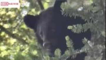 クマが住宅の車庫に入り込む　５時間後に捕獲　秋田・仙北市西木町　けが人なし