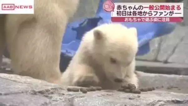 ホッキョクグマの赤ちゃん公開初日の様子は…　愛らしい姿で魅了　おもちゃで遊ぶ姿も　秋田・男鹿水族館
