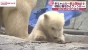 ホッキョクグマの赤ちゃん公開初日の様子は…　愛らしい姿で魅了　おもちゃで遊ぶ姿も　秋田・男鹿水族館