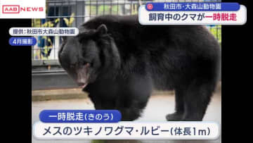 飼育中のクマが一時脱走　秋田市の動物園　来園者は全員避難　けが人なし　安全管理体制確認のため一時休園