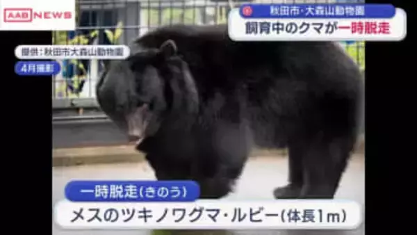 飼育中のクマが一時脱走　秋田市の動物園　来園者は全員避難　けが人なし　安全管理体制確認のため一時休園