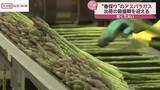 「春採りアスパラガスの出荷作業盛ん　冬の大雪でハウスへの被害乗り越え　/秋田・大館市」の画像1