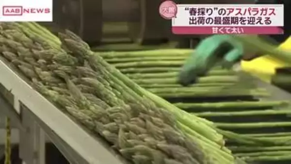 春採りアスパラガスの出荷作業盛ん　冬の大雪でハウスへの被害乗り越え　/秋田・大館市