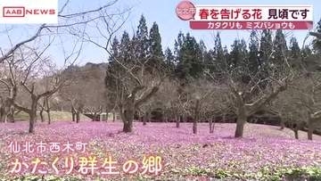 春を告げるカタクリとミズバショウが見頃　秋田・仙北市