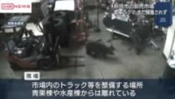 秋田市の卸売市場の倉庫にクマ居座る