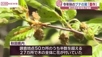 クマのえさとなるブナの実　今年の秋　秋田県内「豊作」と予測　東北森林管理局