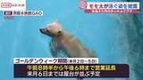 「「モモ太が泳いだ！」秋田・男鹿水族館ＧＡＯのホッキョクグマの赤ちゃんが泳ぎ習得」の画像1