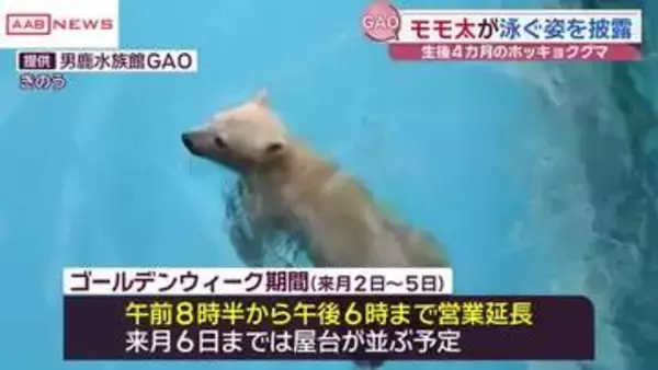 「モモ太が泳いだ！」秋田・男鹿水族館ＧＡＯのホッキョクグマの赤ちゃんが泳ぎ習得
