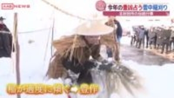 今年のコメは“豊作”　北秋田市で「雪中稲刈り」　予想外の大雪に埋もれた稲わらを掘り起こす