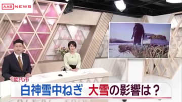 冬の味覚「白神雪中ねぎ」の収穫　秋田・能代市　県内や首都圏の市場を中心に出荷