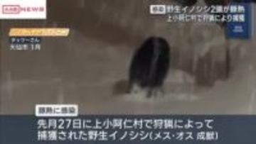 上小阿仁村で捕獲の2頭の野生のイノシシが豚熱に感染　今年度5例目　/秋田