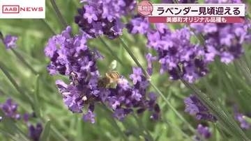 一面の紫色が広がる　雪のような白いラベンダーも　秋田・美郷町のラベンダー園　見頃の品種は