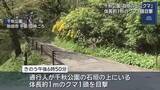 「秋田市・千秋公園でクマ1頭目撃　公園の石垣の上に体長１ｍのクマが」の画像1