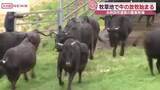 「牧場にも春の風景　牛の放牧始まる　北秋田市・鷹巣牧場　２０頭が一斉に牧草地に放たれる」の画像1