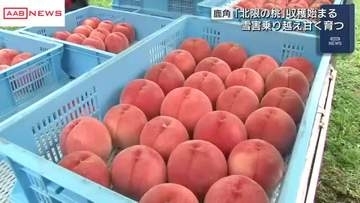 首都圏の市場で人気！　大雪被害乗り越え鹿角市の北限の桃収穫始まる