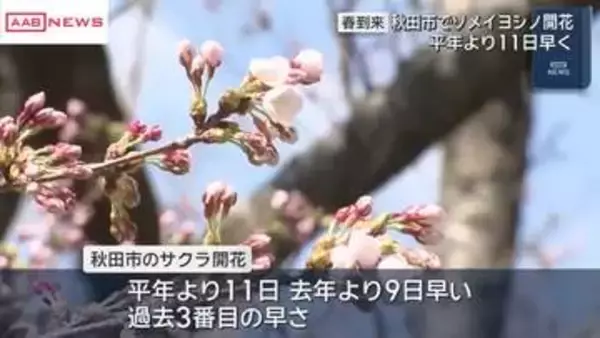 秋田市でヨメイヨシノ開花　平年より11日早く観測史上3番目の早さ