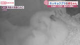 「ぬいぐるみのような可愛さ　ホッキョクグマの赤ちゃん　ぐんぐん成長中　秋田・男鹿水族館ＧＡＯ」の画像1