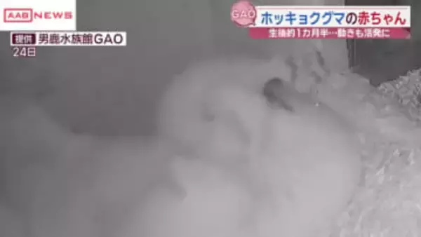 ぬいぐるみのような可愛さ　ホッキョクグマの赤ちゃん　ぐんぐん成長中　秋田・男鹿水族館ＧＡＯ