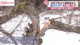 「記録的な大雪で県北の果樹園で枝折れなどの被害　/秋田・鹿角市」の画像1