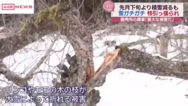 記録的な大雪で県北の果樹園で枝折れなどの被害　/秋田・鹿角市