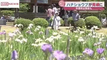 秋田市の小泉潟公園でハナショウブ見頃　梅雨の晴れ間に園内散策楽しむ人も