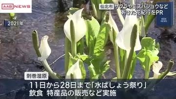 サクラやミズバショウ、カタクリを楽しんで　観光キャンペーン「あきた花紀行」をＰＲ　秋田・仙北市