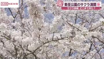 にかほ市の勢至公園でサクラ満開　花見客でにぎわう　秋田