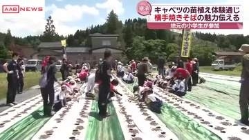 横手市で児童がキャベツの苗植え　キャベツを通してご当地グルメ横手焼きそばの魅力伝える　/秋田