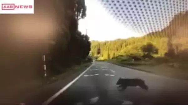 クマと車の衝突事故件数が前年の5倍で過去最多に　/秋田