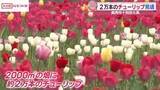 「鮮やか！鹿角市でチューリップが見頃　/秋田」の画像1