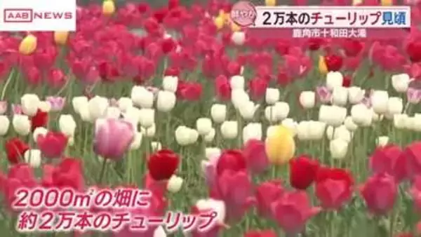 鮮やか！鹿角市でチューリップが見頃　/秋田