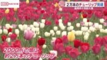鮮やか！鹿角市でチューリップが見頃　/秋田