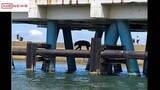 「秋田港北防波堤でパイプラインの上を歩くクマが…釣り客らが避難」の画像1