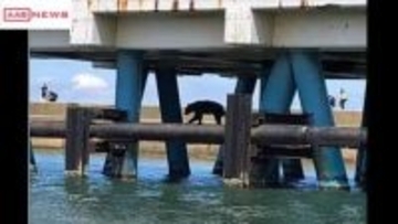 秋田港北防波堤でパイプラインの上を歩くクマが…釣り客らが避難