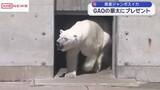 「男鹿水族館のホッキョクグマ豪太にジャンボスイカをプレゼント　/秋田」の画像1