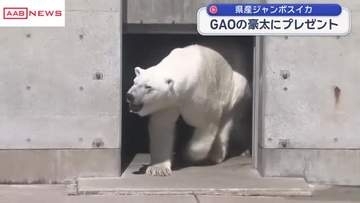 男鹿水族館のホッキョクグマ豪太にジャンボスイカをプレゼント　/秋田