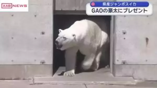 男鹿水族館のホッキョクグマ豪太にジャンボスイカをプレゼント　/秋田