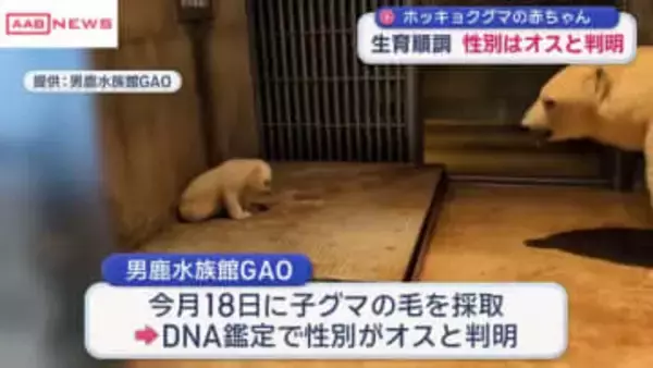 男鹿水族館ＧＡＯのホッキョクグマの赤ちゃん性別はオスと判明　水に慣らす訓練も開始　/秋田
