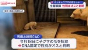 男鹿水族館ＧＡＯのホッキョクグマの赤ちゃん性別はオスと判明　水に慣らす訓練も開始　/秋田