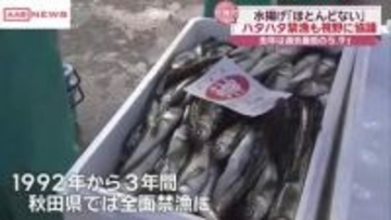 ハタハタ”禁漁”の検討も　過去最低の漁獲量　水揚げほとんどなし　/秋田